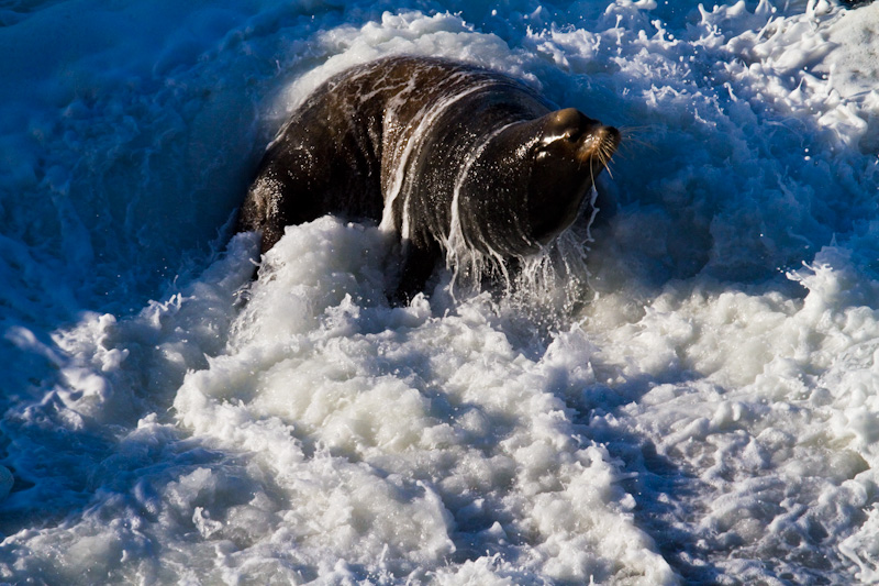 California Sea Lion In Surf